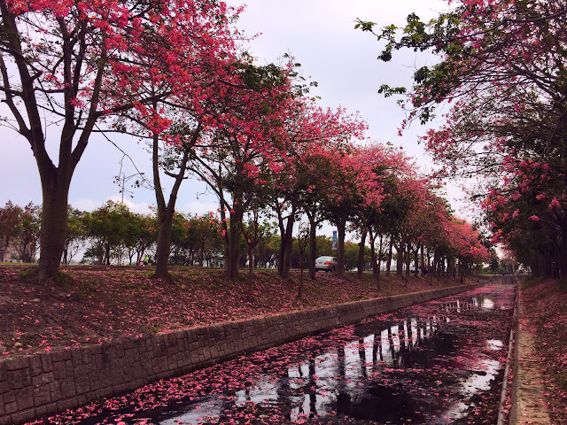 silk floss trees, nongbo park, yunlin, taiwan