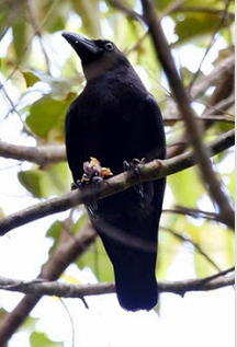 10 Jenis Burung Indonesia Yang Hampir Punah