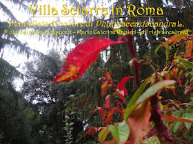 ©dierbainerba.blogspot.it – Maria Caterina Ranieri – all rights reserved
