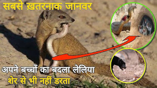 लाश खाने वाला जानवर