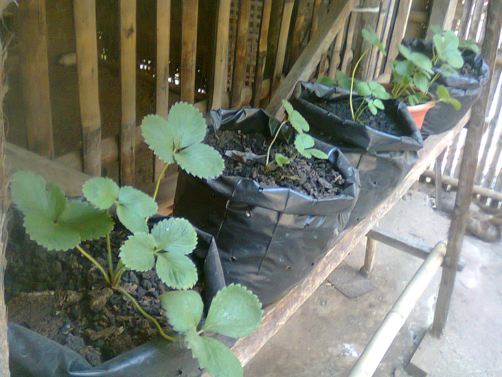 Cara Budidaya STRAWBERRY Di POT Polybag  Sampai Panen 