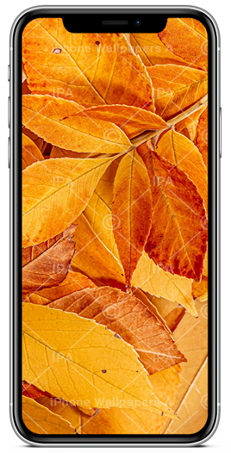 Leaves Wallpapers iPhone