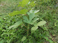 Okra at 3 weeks