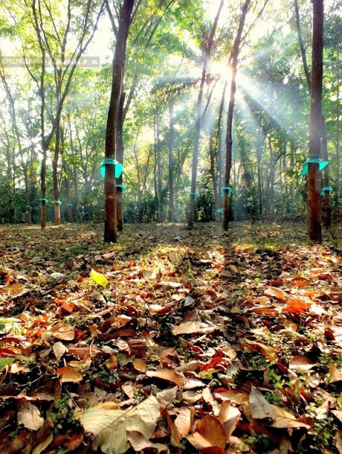 Sun Rays, Tiruvalla Kerala