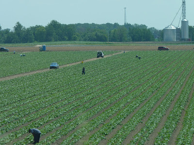 Workers in a field