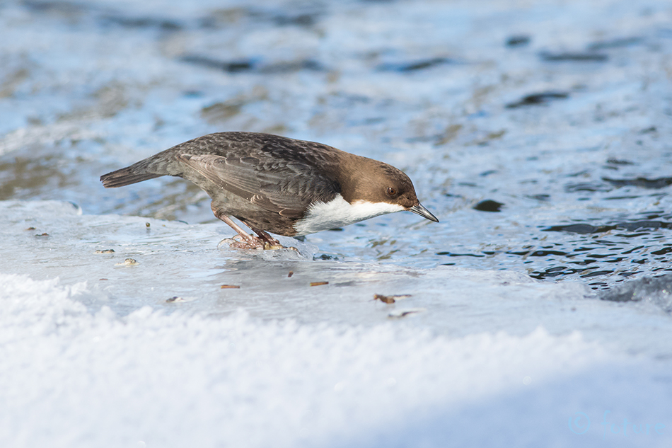 Vesipapp, Cinclus cinclus, White-throated Dipper, Common, harilik, Eurasian, breasted