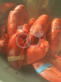 whole steamed lobster