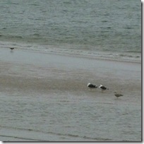 gulls nairn
