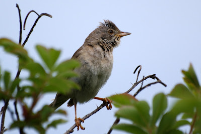 Grasmus - Hagekrûper - Curruca communis