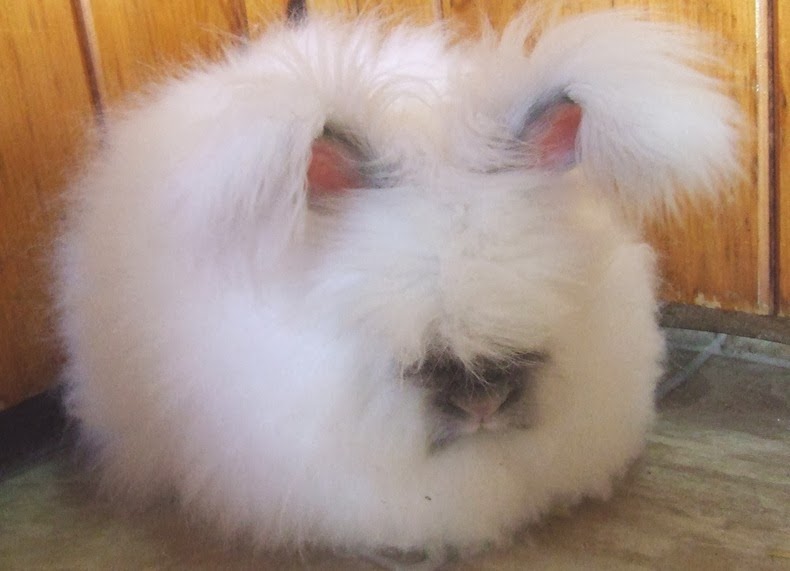 angora-rabbit-12