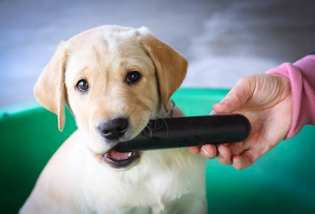 Best Lab Puppy Toy The Goughnut Stick