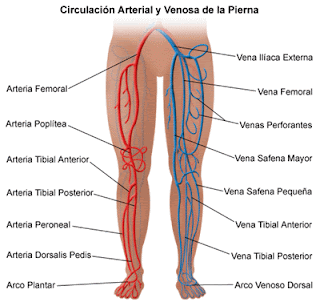 Circulación arterial y venosa de la pierna