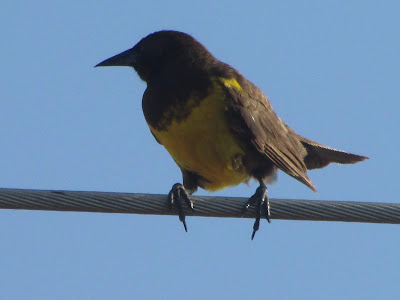 aves de Miramar