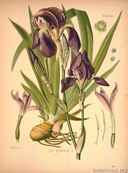 Iris