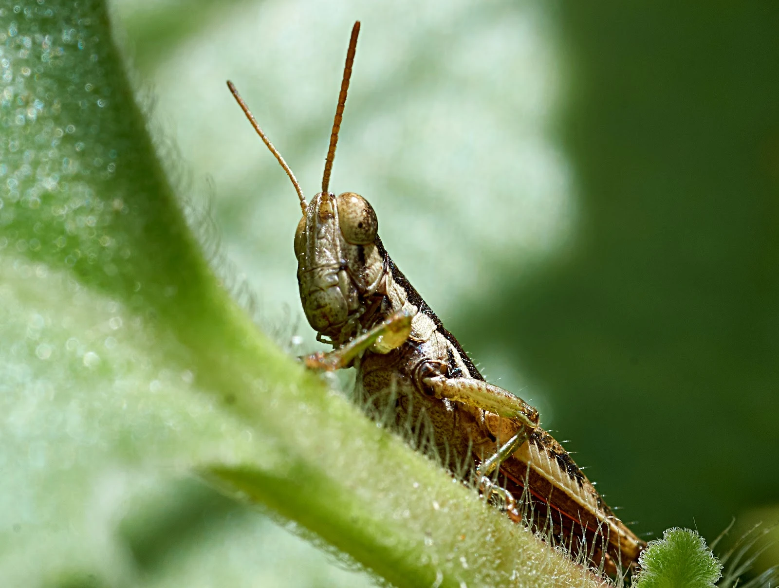 It would be hard to decide which has more attitude, a grasshopper or a praying mantis. Personally I think it depends upon the day.