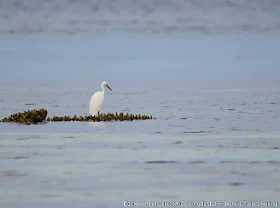 Pacific Reef Egret (Ardea modesta)