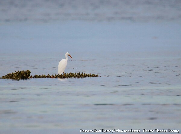 Pacific Reef Egret (Ardea modesta)