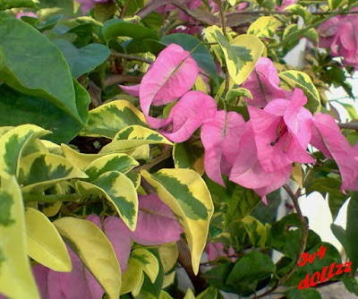 Bougainville. Bunga Kertas, Tanaman Hias Terpopuler. Bugenvil.