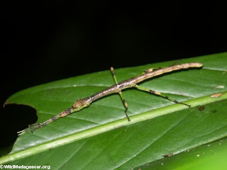 stick insect