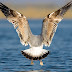 Heuglin's Gull