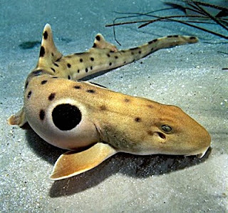 Epaulette Shark