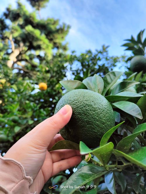 Pergi Gyulhanggi Tangerine Farm Bulan Ogos, Tapi Limau Tangerine Belum Masak