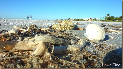 Sanibel Shell and birds_056