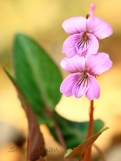 Viola violacea