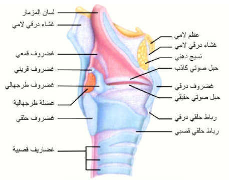 الشكل 18-3: مقطع يبين تركيب الحنجرة.