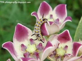 Plain Tiger Larvae