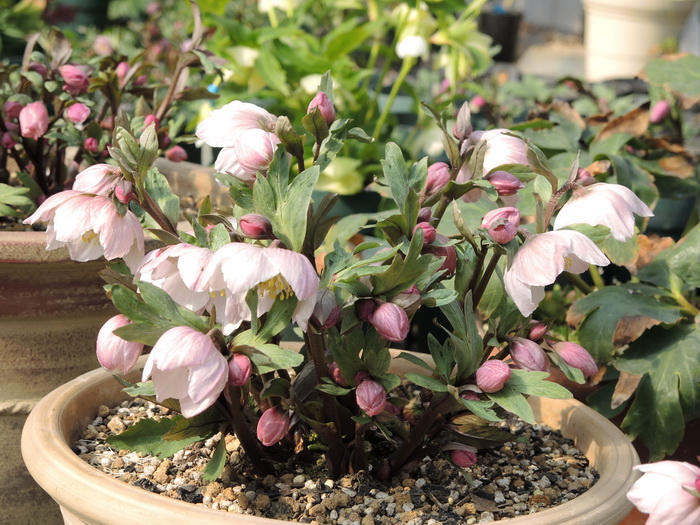 クリスマスローズコレクション花とおしゃべりblog クリスマスローズ 絹 ニゲル チベタヌス 販売株の花芽が