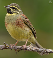 Escribano soteño (Emberiza cirlus) 