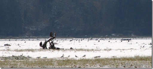Eagles and Gulls