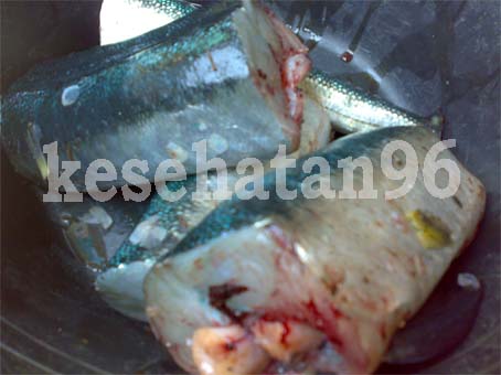 Tips Memilih Ikan yang Segar