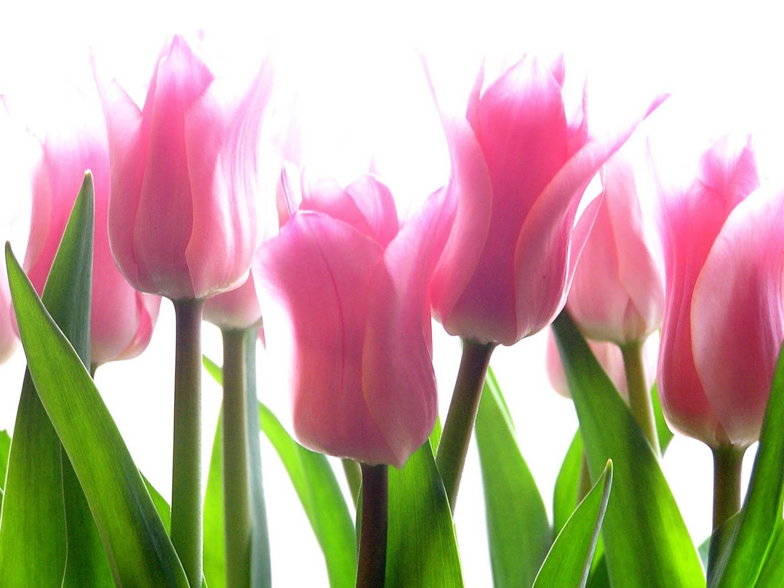 tulip flower