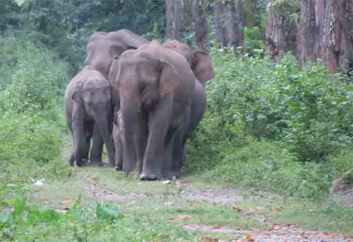 News,National,India,Assam,Killed,Wild Elephants,Elephant attack,Elephant,Obituary,Army,Soldiers,Death, Assam: Army jawan killed in wild elephant attack  at cantonment  in Guwahati