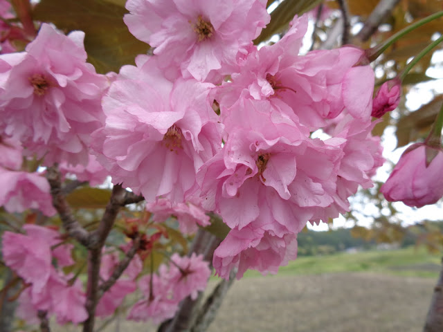 種原集落入り口の道路脇の桜