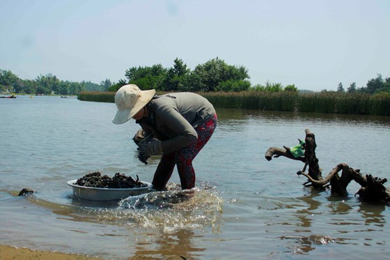 Người dân Quảng Ngãi đổ xô đi xúc chíp chíp bán giá 4.000 đồng/kg