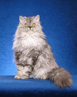 selkirk rex cats kitten pussycat grimalkin mace pisik kotka gat kocka kass pusa kissa gato katze macska kottur kakis kate qattus kot pisica katt kedi con meo kucing breeds pets huisdieren animaux de compagnie Haustiere animais Animale de companie animales domesticos cat domestic