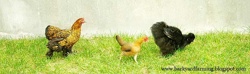 Backyard Farming: Chicken Coops on the Cheap