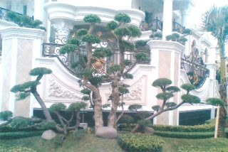 Galeri Taman - Tukang Taman Surabaya 89