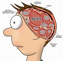 Cerebro Masculino