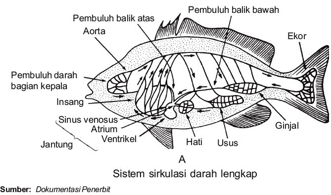 Sistem Sirkulasi Darah pada Ikan Pisces 