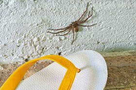 spider, flip-flop,scale