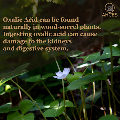 oxalic acid can be found naturally in wood-sorrel plants, ingesting oxalic acid can cause damage to the kidneys and digestive system