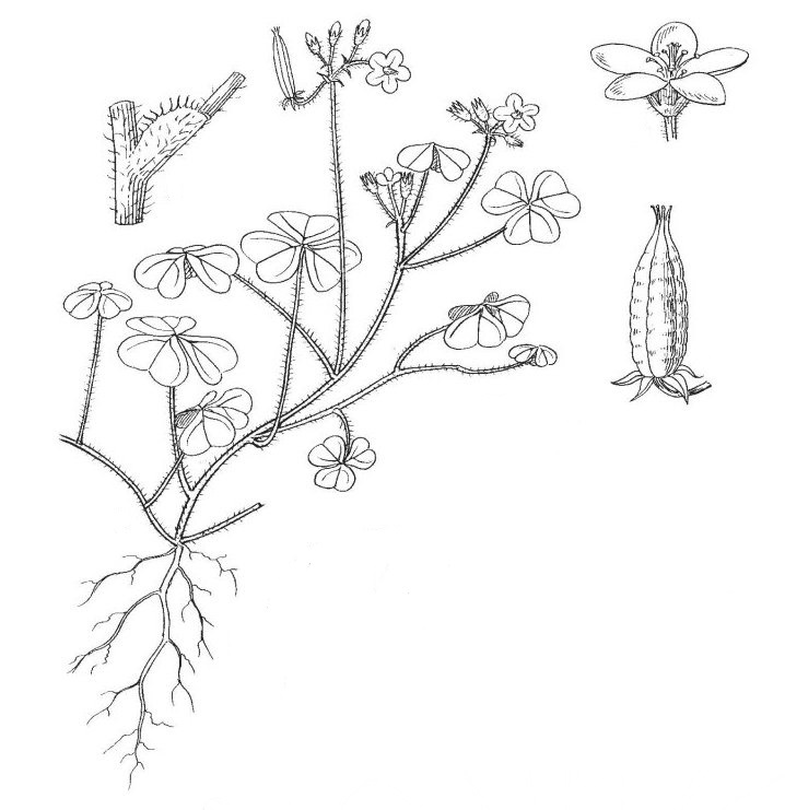 Кислица рожковая (Oxalis corniculata)