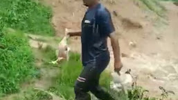 Kandang Ayam di Terjang Banjir, Petani Ternak Ayam Mengalami Gagal Panen