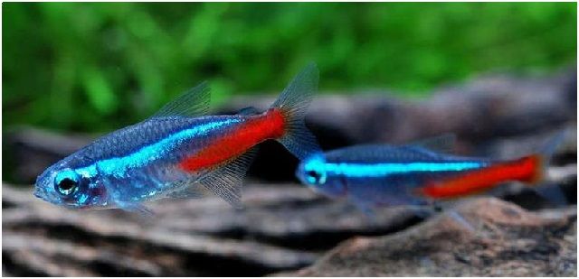 Gambar Ikan Hias Cantik – Ikan Neon Tetra
