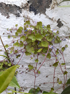 Cymbalaria muralis growing in the angle between a brown-painted wood gate and a white-painted brick wall.