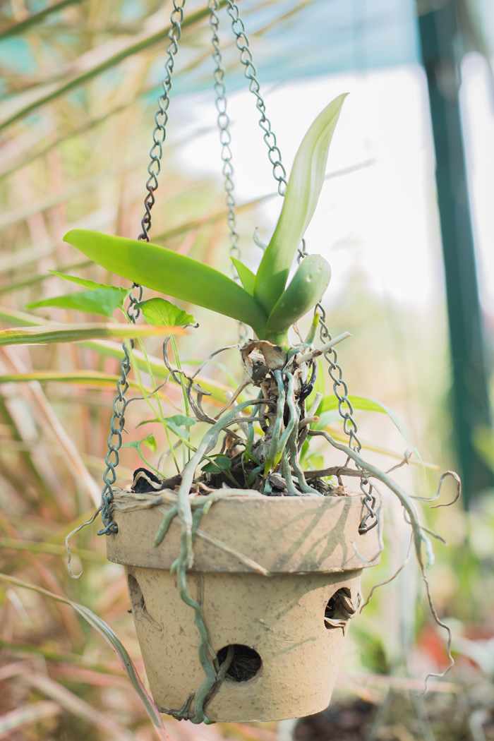 hanging orchid pot